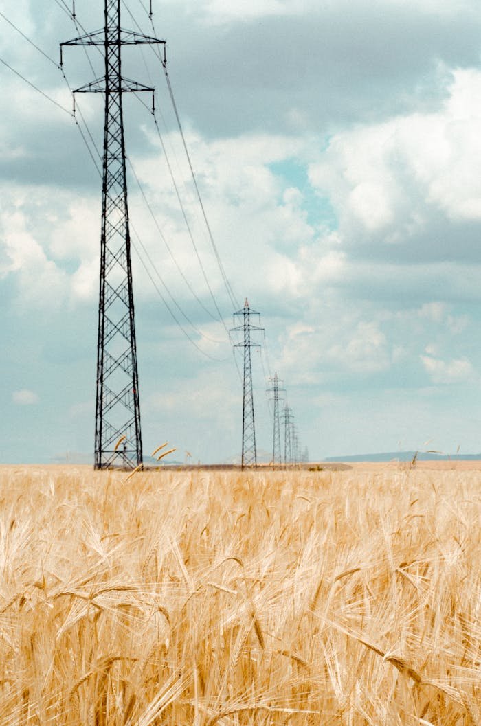 High voltage transmission towers amid a golden wheat field under a cloudy sky.